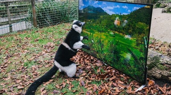Sony is going to install several Bravia X90C 4K Ultra HD sets into the lemurs and langurs' enclosures in the Port Lympne reservate in Kent, UK. The TV sets are going to show the natural habitats of the primates (Java and Madagascar), which will allow them to know their new homes early, helping their return to the wilderness in the process.