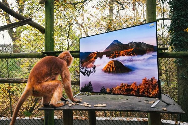 Sony is going to install several Bravia X90C 4K Ultra HD sets into the lemurs and langurs' enclosures in the Port Lympne reservate in Kent, UK. The TV sets are going to show the natural habitats of the primates (Java and Madagascar), which will allow them to know their new homes early, helping their return to the wilderness in the process.