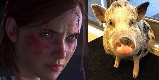 The Last of Us: Part II, with Ellie as the main character, is also in development, and now it looks like Naughty Dog has been working on motion capture... for a pig.