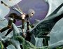 Panzer Dragoon Remake has been confirmed for two platforms by this point.