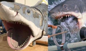 The Film and Film Academy announced Thursday that the original shark used in the sea teeth had been "completely transformed". The only details that are waiting to be added are the eyes and teeth. Nicknamed "Bruce," this piece is the only surviving shark prop of Steven Spielberg's 1975 classic, which tells the story of a water-killing machine that terrorizes a New England tourist town.