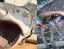 The Film and Film Academy announced Thursday that the original shark used in the sea teeth had been 