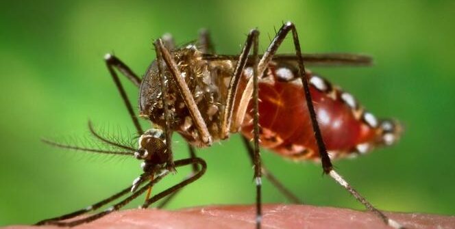 TECH NEWS - Researchers have installed more than 300 mosquito traps in the French town of Hyères after the insects caused severe damage to local tourism.