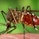 TECH NEWS - Researchers have installed more than 300 mosquito traps in the French town of Hyères after the insects caused severe damage to local tourism.