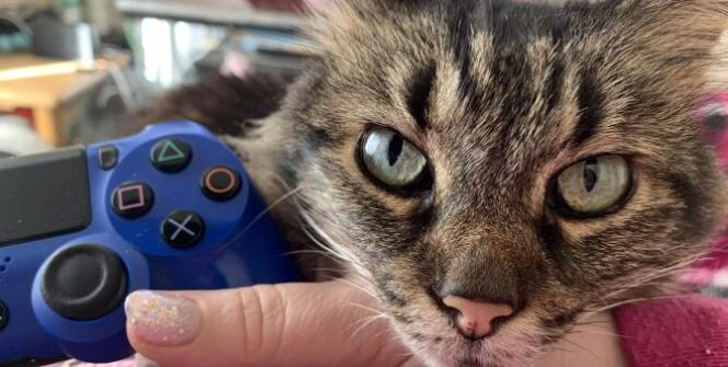 Cats have a reason why they get attached to controllers and keyboards while we play, and it's very much tied to their personality.
