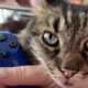 Cats have a reason why they get attached to controllers and keyboards while we play, and it's very much tied to their personality.