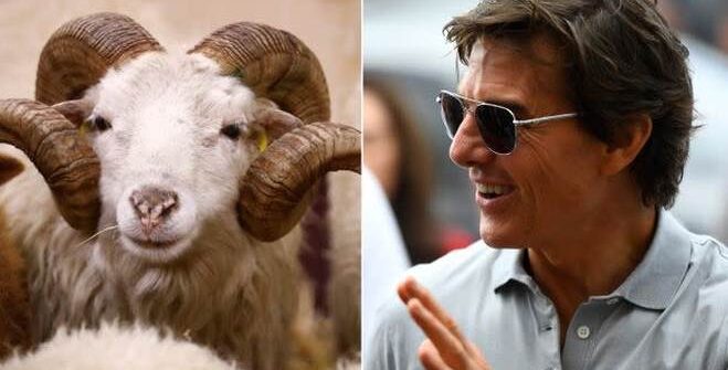 theGeek Tom Cruise Sheep Mission Impossible
