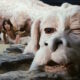 MOVIE NEWS - Neither The Neverending Story's visual designs nor the story's changing was forgivable for the author of the original novel, Michael Ende...