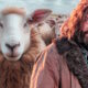 MOVIE NEWS - Yes, it happened: Hugh Jackman's sheepish detective movie gets a theatrical release date from Amazon...